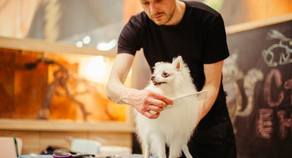 pet grooming business